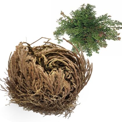 Rosa di Gerico Selaginella Lepidophylla